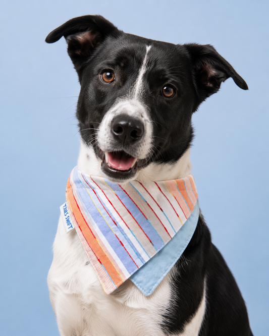 Pet Bandana