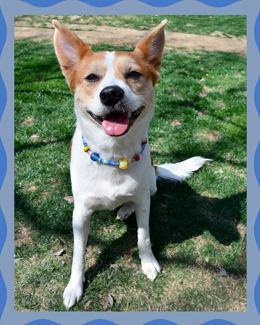 ✨Matching Pet & Owner Jewelry Sets – Handcrafted Vibrant Cord Necklaces – Cord Craze (Blue)