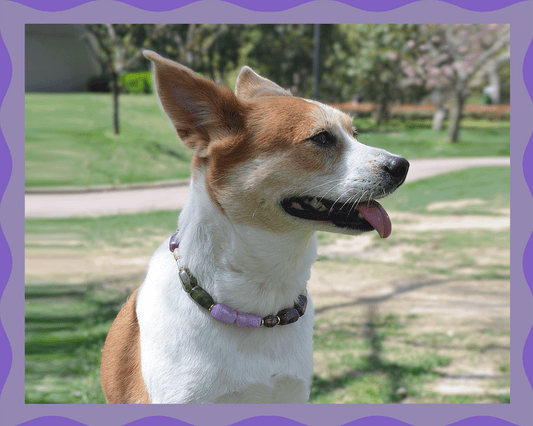 ✨ Candy Crush（Velvet Purple）: Matching Human & Pet Jewelry Sets ✨ Handcrafted Bold Beaded Necklaces • Bracelets • Earrings • Phone Chains | Vintage-Dyed Beads | Pet-Friendly • Stylish • Unique