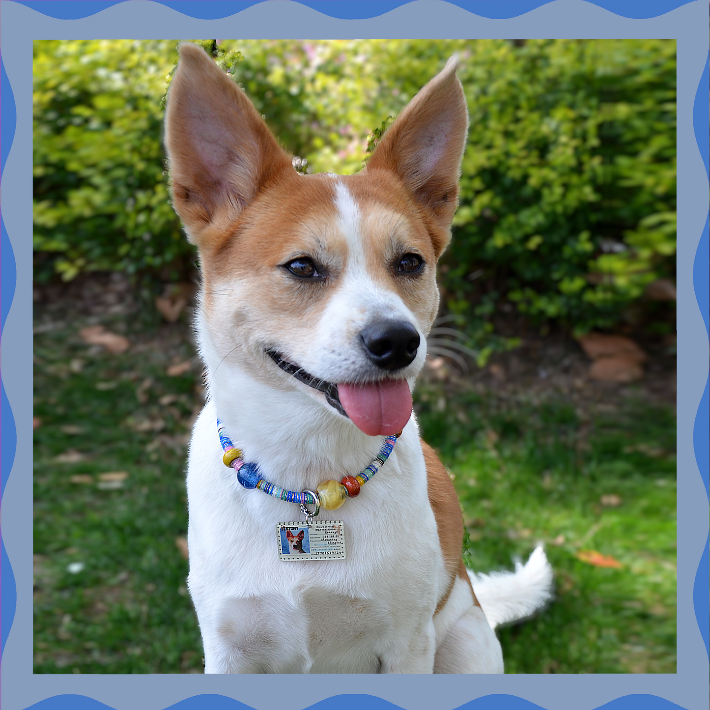 ✨ Vivid Energy(Blue): Matching Human & Pet Jewelry Sets ✨ Handcrafted Colorful Cord Necklaces with Unique Name Tag • Bracelets • Earrings • Phone Chains | Ethnic-Inspired Artistry & Various Unique Beads | Pet-Friendly • Stylish • Unique
