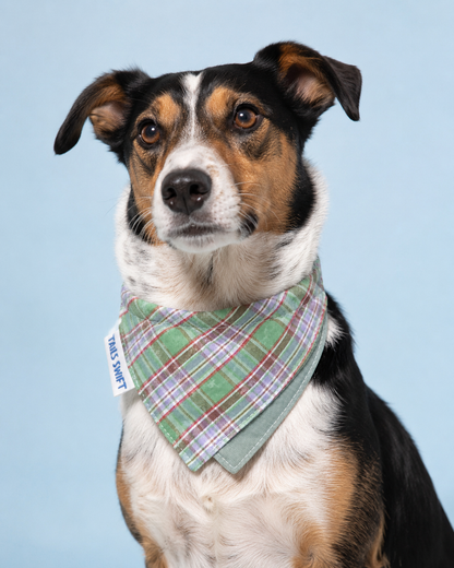 Pet Bandana