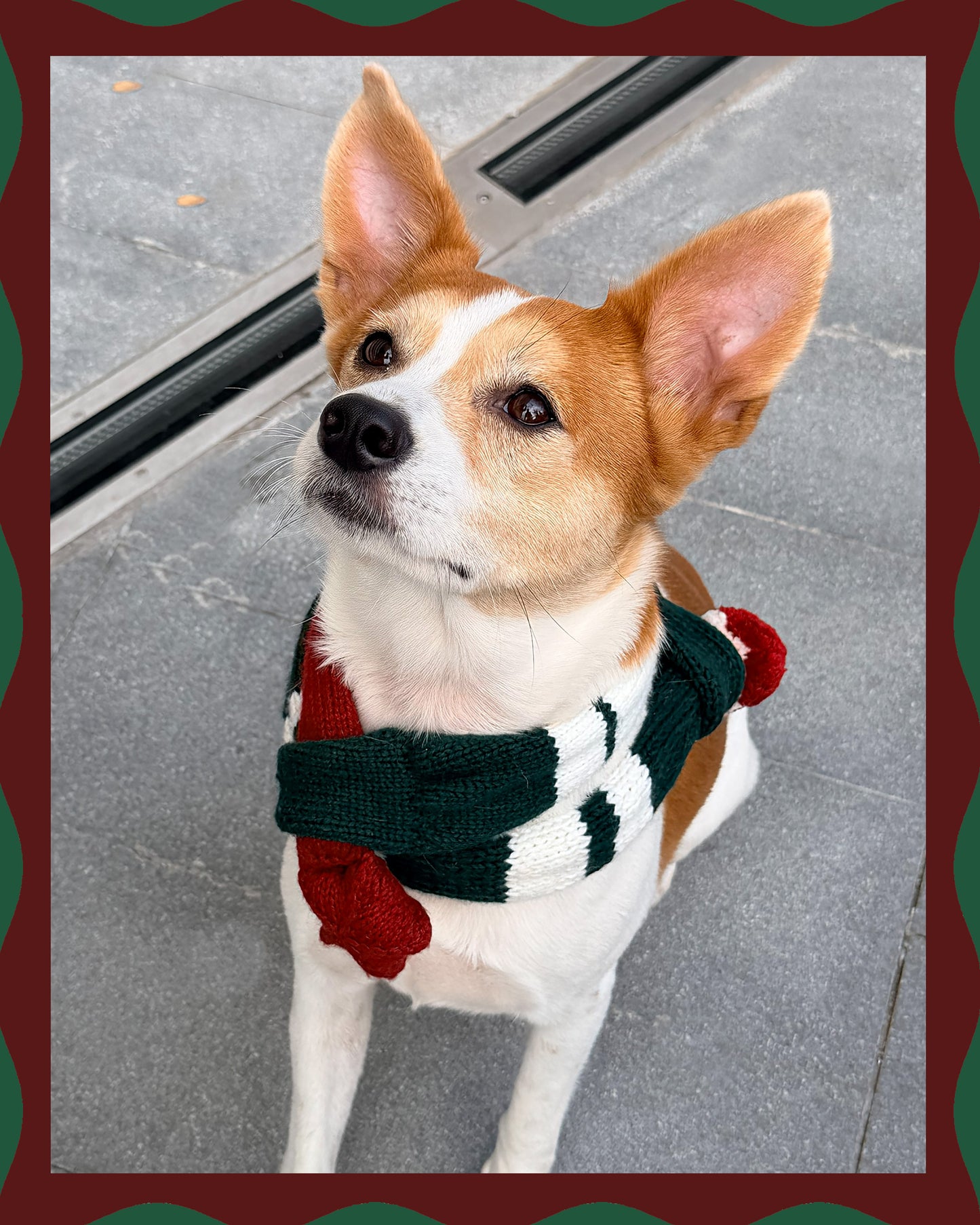 ✨Matching Pet & Owner Skinny Knit Scarves — Handmade Christmas(100% Premium Cashmere)