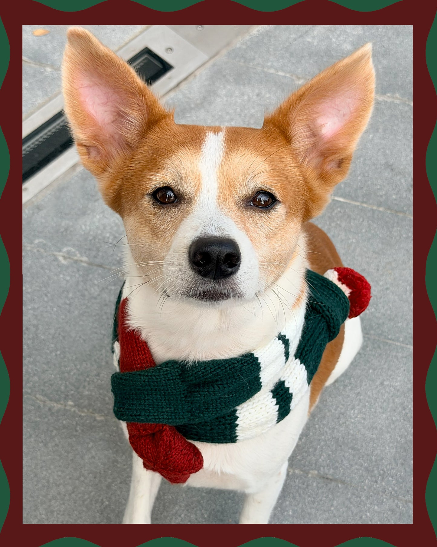 ✨Matching Pet & Owner Skinny Knit Scarves — Handmade Christmas(100% Premium Cashmere)