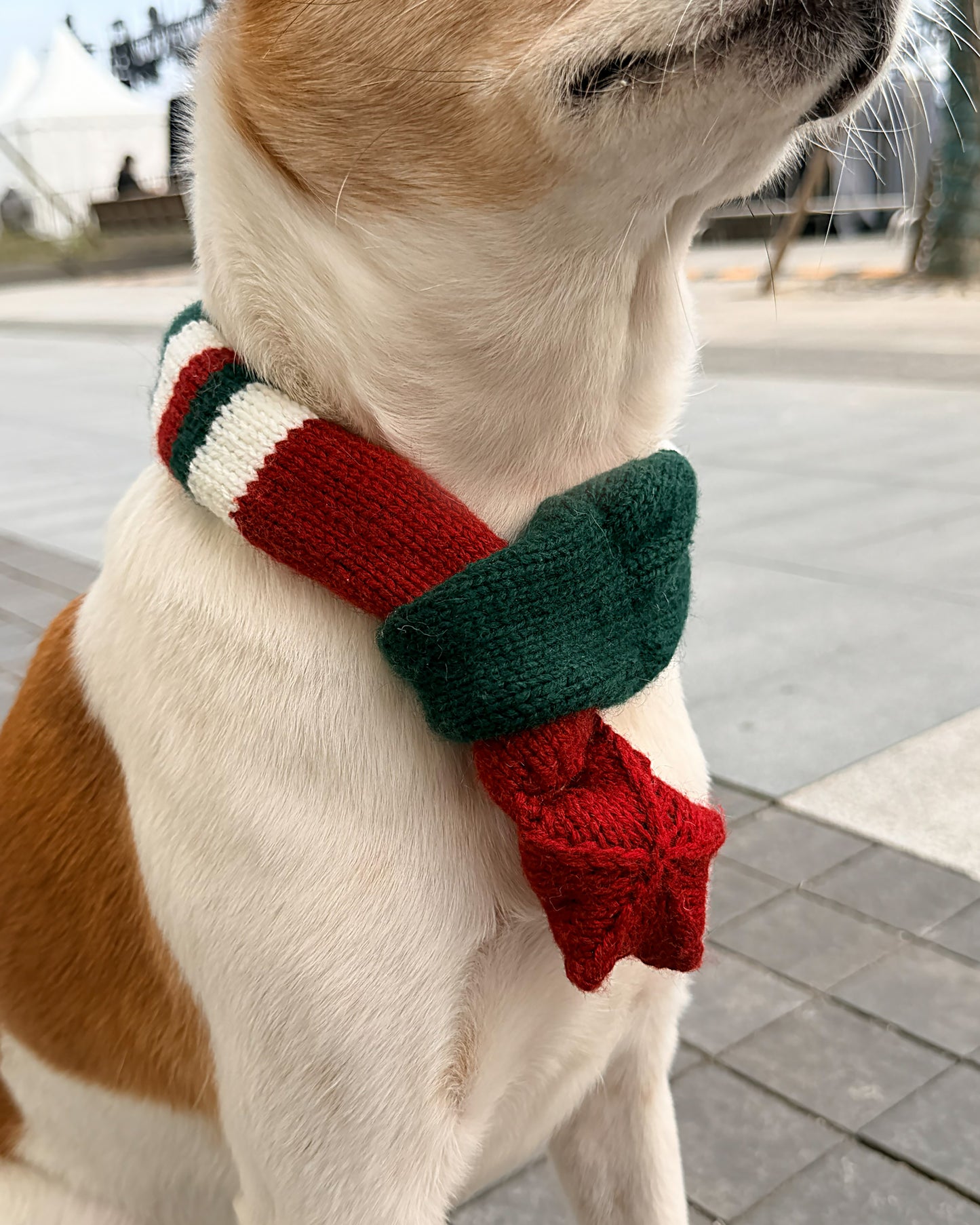 ✨ Skinny Knit Pet Scarf – Handmade Christmas(100% Premium Cashmere)