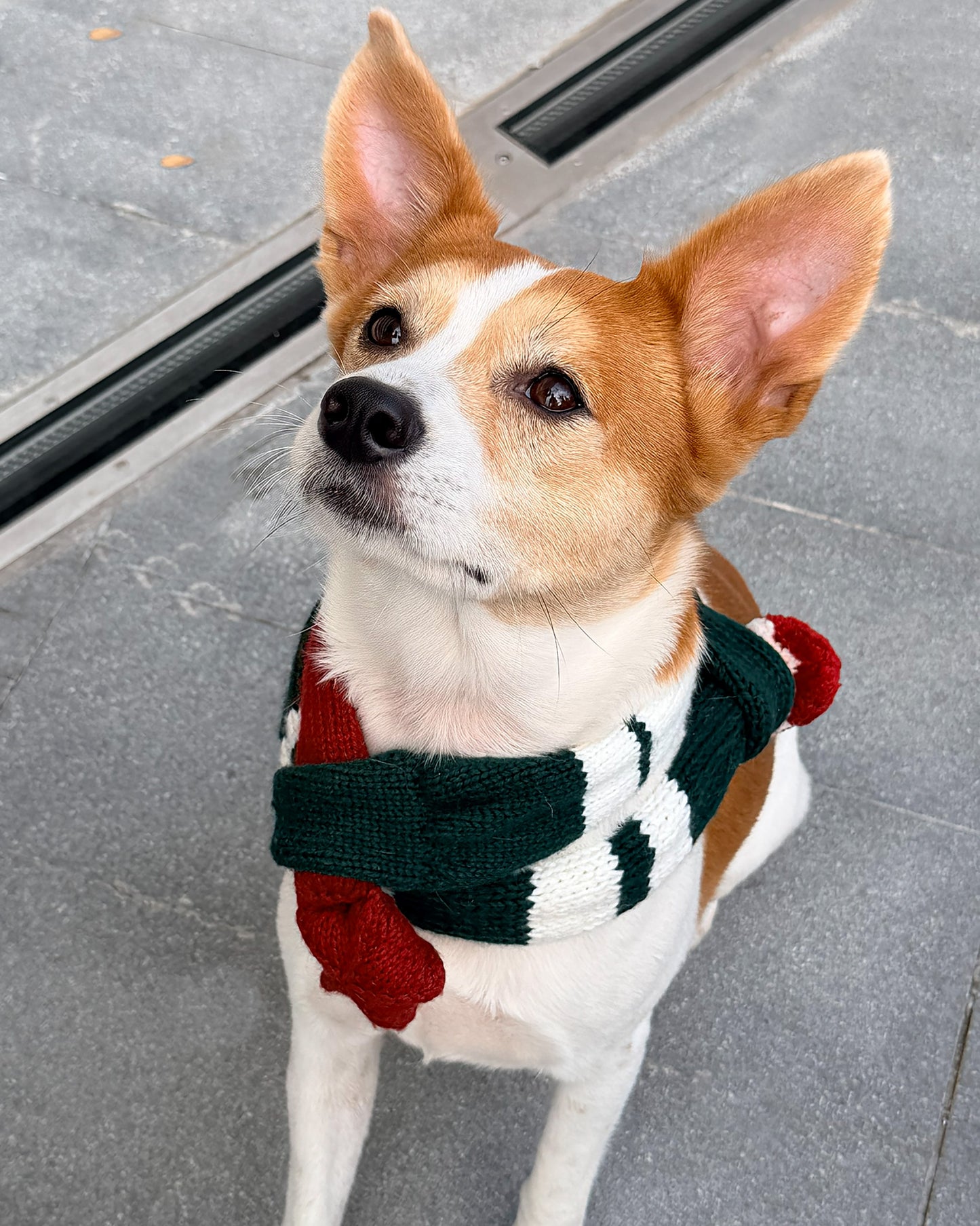 ✨Matching Pet & Owner Skinny Knit Scarves — Handmade Christmas(100% Premium Cashmere)