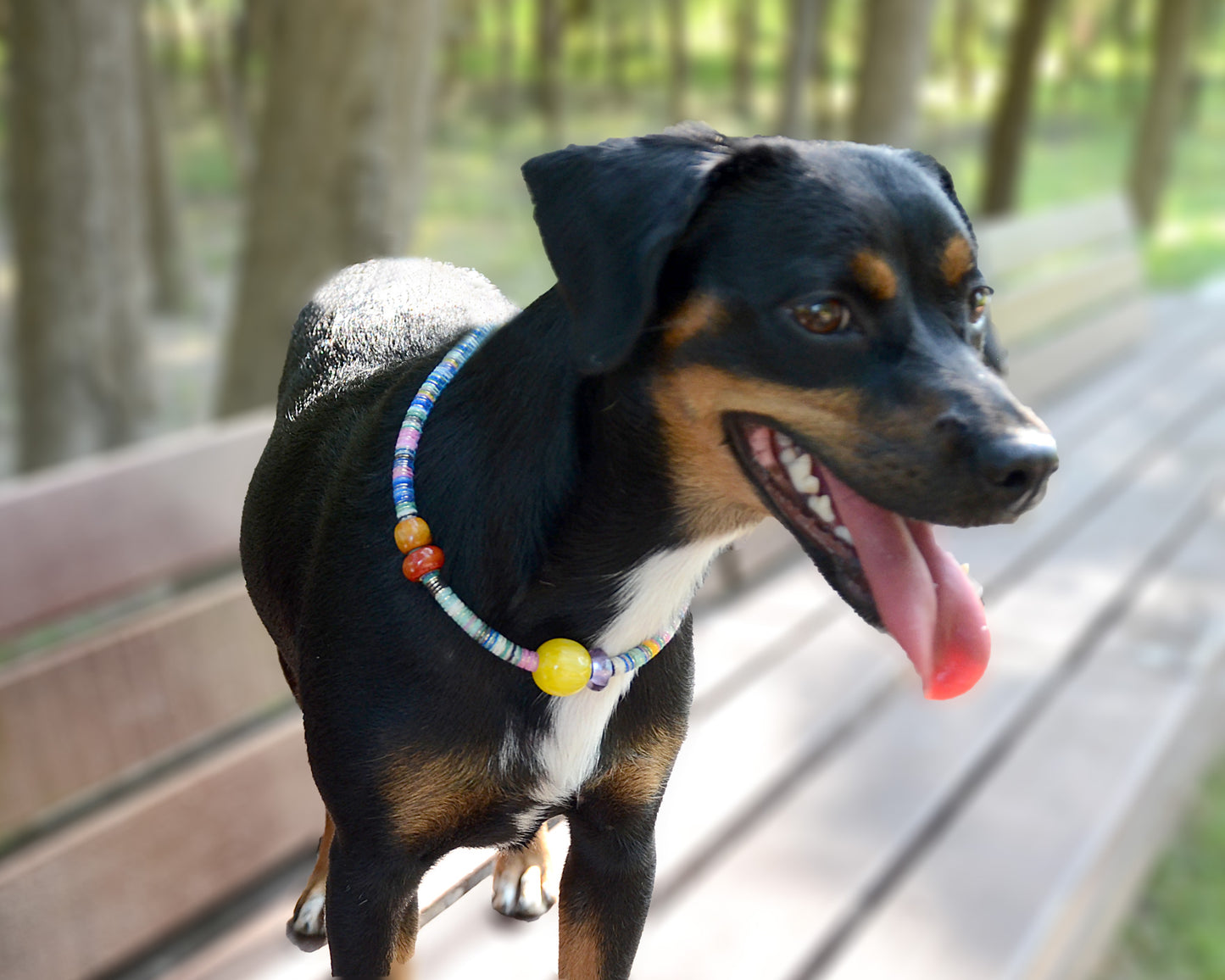 ✨Matching Pet & Owner Jewelry Sets – Handcrafted Vibrant Cord Necklaces – Cord Craze (Blue)