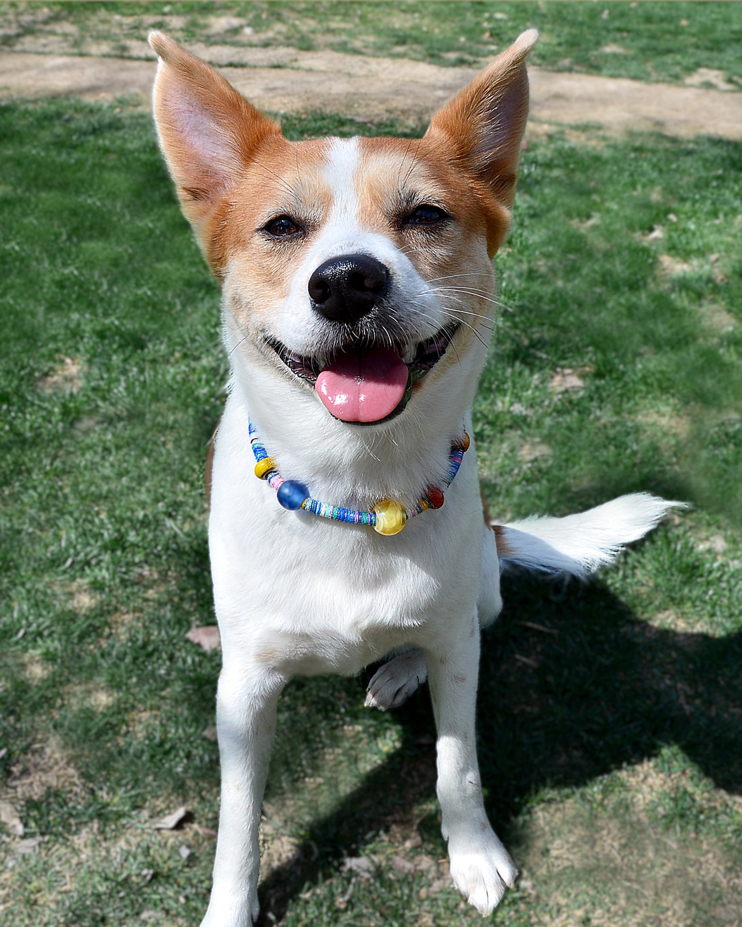 ✨Matching Pet & Owner Jewelry Sets – Handcrafted Vibrant Cord Necklaces – Cord Craze (Blue)