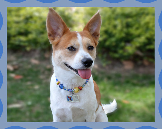 ✨Matching Pet & Owner Jewelry Sets – Handcrafted Vibrant Cord Necklaces – Cord Craze (Blue)